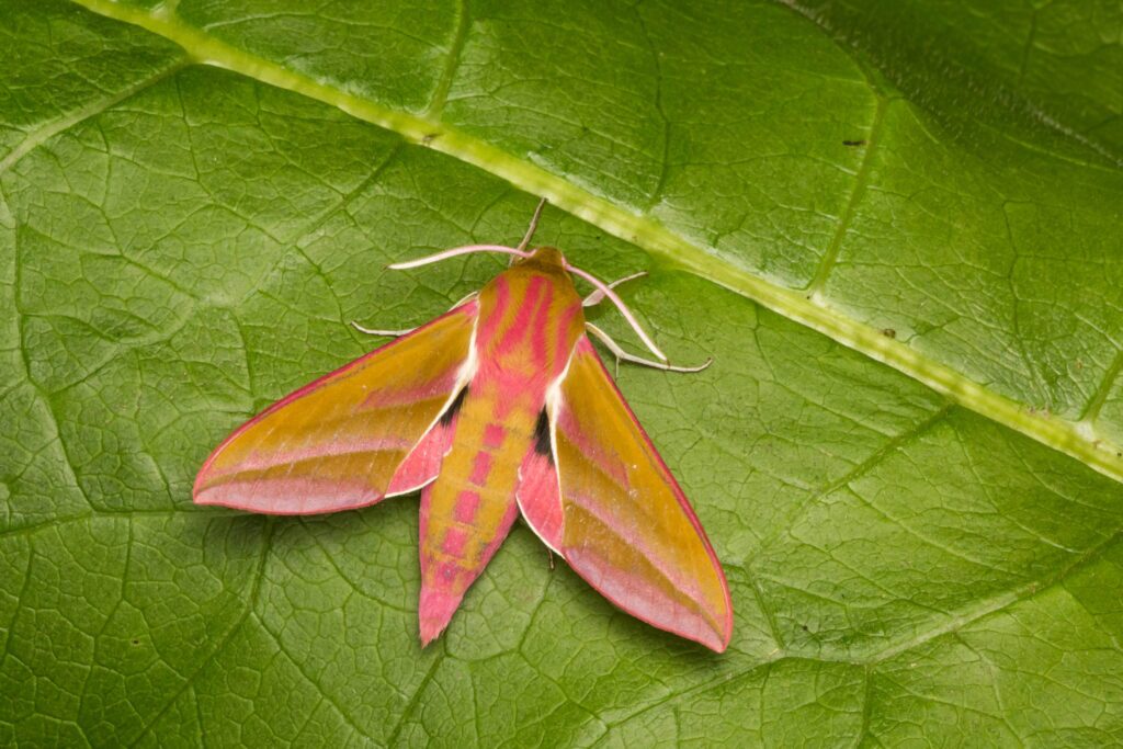 An adult Elephant Hawk moth (Deilephila elpenor) settled ona a leaf, East Yorkshire, UK