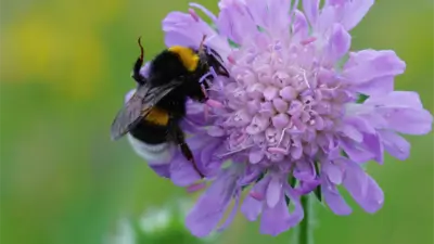 Tree bumblebee on pink sea thrift