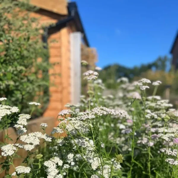 Biodiverse Turf established for 6 months (1)