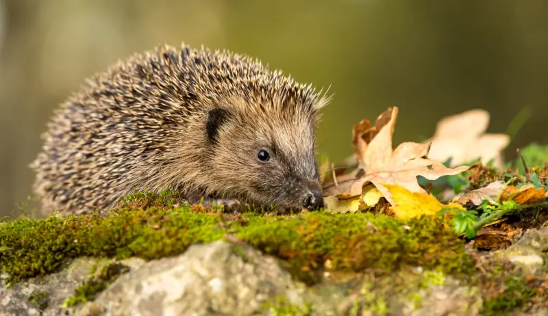 Hedgehog-ready to hibernate in Autumn