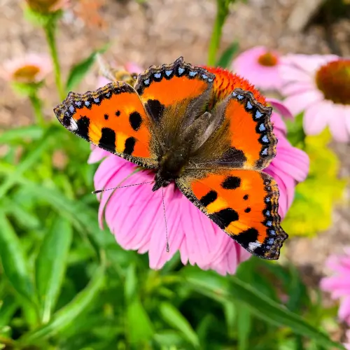 Small tortoiseshell butterfly on echinacea flower