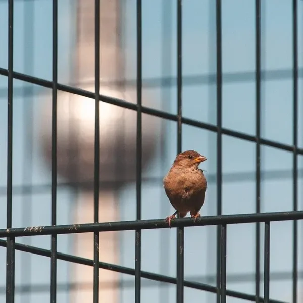 Sparrow on metal railings in the city